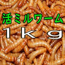 (生き餌) ミルワーム １ｋg + α（宅急便発送）_画像1