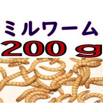 活 ミルワーム (生き餌)２００g + α 　　_画像1