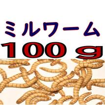 活 ミルワーム (生き餌)１００g + α 　　_画像1