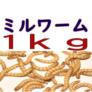 活 ミルワーム (生き餌)１ｋg + α（宅急便発送）