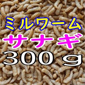 ミルワーム 蛹(サナギ)　３００g + α（30ｇ） 　　