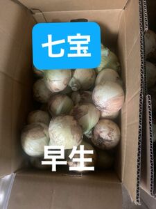 超訳あり南あわじ産早生玉ねぎ10K