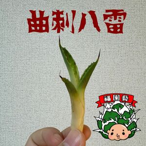 アガベ　"曲刺八雷" 八荒雷神選抜　agave titanotaポタトラムイシスメンシス 多肉植物