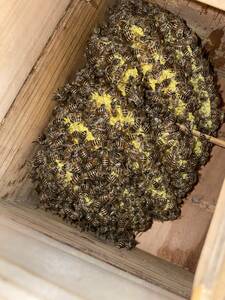  Япония меласса пчела! префектура Аичи 
