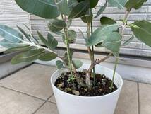 超レアユーカリ★低木ユーカリ★テトラゴナシルバー『プレウロカルパEucalyptus pleurocarpa』の植木　樹高約６５ｃｍ（鉢底から）_画像6