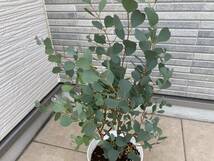 超レアなハート型葉っぱのユーカリ『ウェブステリアナEucalyptus websteriana』の苗 樹高は約６４㎝（鉢底から）_画像4