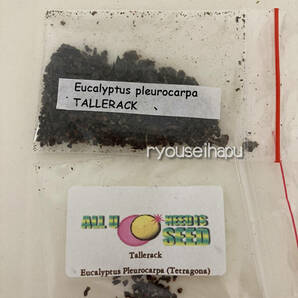低木ユーカリ★テトラゴナシルバー『プレウロカルパ』の種１0粒の画像4