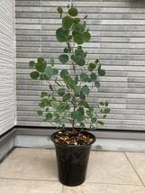 ボリューム樹形★１点物のユーカリ・ポリアンセモス（ポポラス）『Eucalyptus polyanthemos』の鉢植え　樹高約６３㎝（鉢底から）_画像5