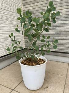 ボリューム樹形★１点物のユーカリ・ポリアンセモス（ポポラス）『Eucalyptus polyanthemos』の鉢植え　樹高約５２㎝（鉢底から）