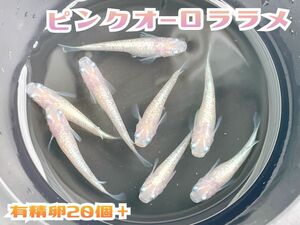 ピンクオーロララメ 有精卵 20個＋α