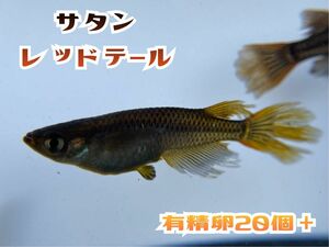 サタンレッドテール 有精卵 20個＋α