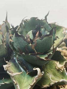 Agave titanota Hades ムチプリ子株　