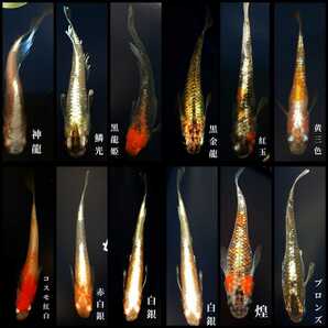 ミックスメダカの卵:120個+αの画像4