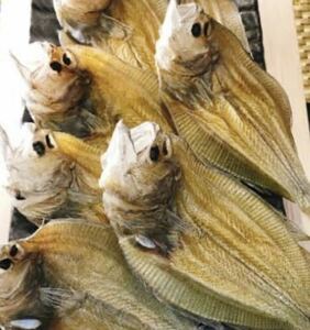 デビラガレイ　干物　10匹売り　（追加購入可能）送料一律 愛媛県豊後水道産漁師直送 他鮮魚アリ！ 冷凍発送　脂、旨味たっぷり！　でびら