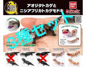 【3種セット】 いきもの大図鑑レプティ アオジタトカゲとニシアフリカトカゲモドキ