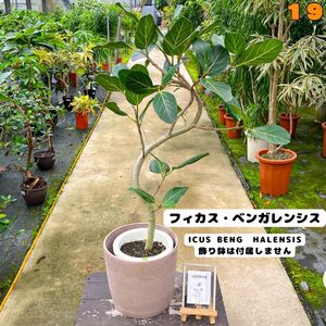 癒しの観葉植物、フィカス・ベンガレンシス・１１４センチ 19・個性的な樹形が魅力