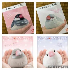 もふもふ・てのりフレンズ 文鳥 4種セット 白文鳥 桜文鳥 シナモン文鳥 小鳥 