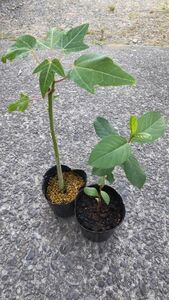 南国トロピカル果樹　２種セット　グアバ・パパイヤの苗木　各１株