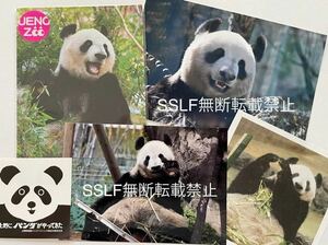 シンシン（真真）公式ポストカード セット　上野動物園　生写真ポストカード＆生写真・切り抜き付き　シャンシャン
