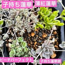 オロスタキス4種アソートセット根付き抜き苗多肉植物ピーチパーフェクト薄紅蓮華子持ち蓮華錦_画像1