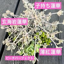 オロスタキス4種アソートセット根付き抜き苗多肉植物ピーチパーフェクト薄紅蓮華_画像2