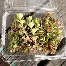 セダム スプリウムカルネウム1パック分多肉植物_画像3