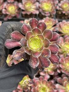 10株 Z109 多肉植物 エケベリアオウカリ超美苗 サボテン 観葉植物 花 園芸　レア種 土と根付きで