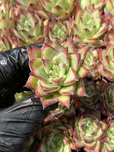 20株Y163多肉植物 エケベリア　リップスティック超美苗 サボテン 観葉植物 花 園芸　レア種 土と根付きで