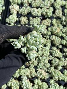 105株A2103-11多肉植物 エケベリアラウル 超美苗 サボテン 観葉植物 花 園芸　レア種 土と根付きで