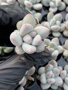 20株　X39　多肉植物 エケベリア桃の美人超美苗 サボテン 観葉植物 花 園芸　レア種 土と根付きで