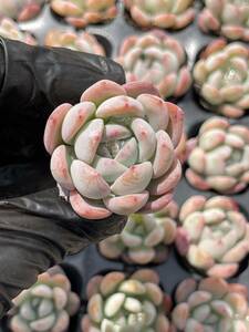 20株Z8多肉植物 エケベリアオールスター超美苗 サボテン 観葉植物 花 園芸　レア種 土と根付きで