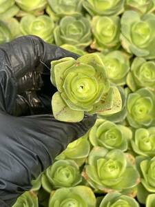 20株Z41多肉植物 エケベリア卵のバラ超美苗 サボテン 観葉植物 花 園芸　レア種 土と根付きで