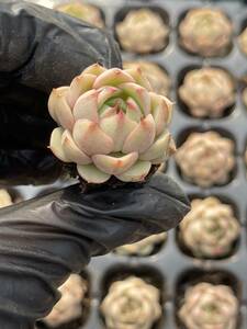 20株Z56多肉植物 エケベリアフェニルパ超美苗 サボテン 観葉植物 花 園芸　レア種 土と根付きで