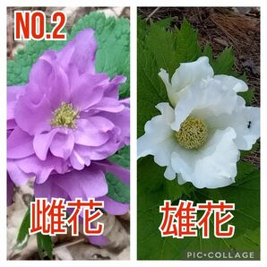 希少苗プレゼント中 紫花 シラネアオイ実生一年目元気な苗　育てて見ませんか？