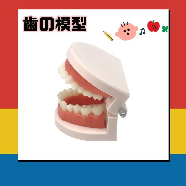 歯の模型　歯列模型 歯模型 歯の模型 歯磨き指導 はみがき練習 歯医者 歯医者さん