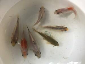 ☆三色墨和金から産まれた色が未だ出てない金魚、白色が多い金魚など　8.0〜10.0㎝　7匹の出品になります。