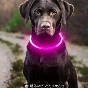 光る首輪 犬猫