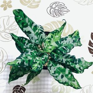 特選 【 アンダマン 】 アグラオネマ ピクタム トリカラー　【 ANDAMAN 】 Aglaonema pictum tricolor タグ： モンステラ フィロデンドロン