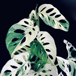 希少 白美麗斑個体【 斑入り マドカズラ 】 1 モンステラ　Monstera Adansonii 'Variegata' タグ: アグラオネマ フィロデンドロン