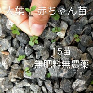 無肥料無農薬　青じそ　大葉　抜き苗