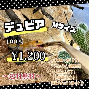 デュビアMサイズ、100匹