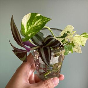 【カット苗】　観葉植物　4点セット　斑入り