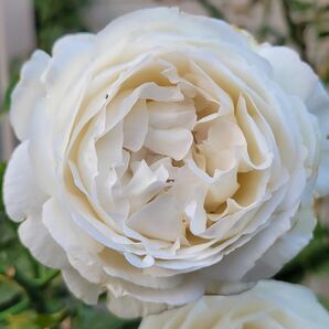 バラ苗 四季咲き つるバラ シュラブローズ 白 強香 デルバール
