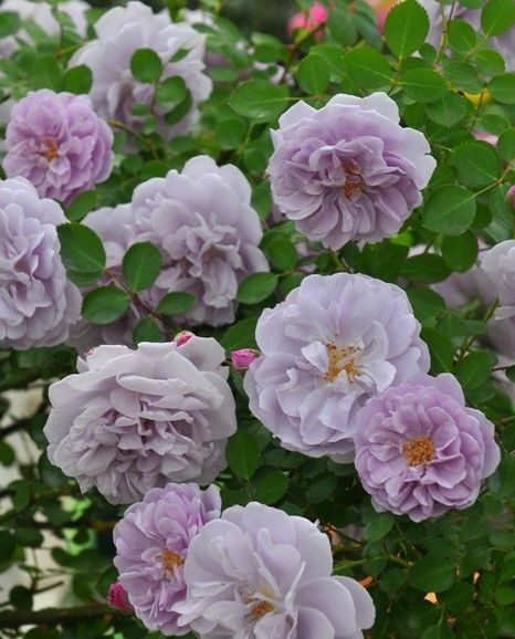 バラ苗 繰り返し咲き ブルーローズ つるバラ 紫系 シュラブローズ 挿し木苗
