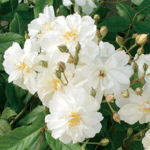 バラ苗 イングリッシュローズ 四季咲き ランブラー つるバラ 中香