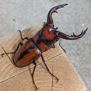 トカラノコギリ（鹿児島県トカラ列島悪石島）　　　新成虫 　♂67.0㎜ 　トカラノコギリクワガタ　　　