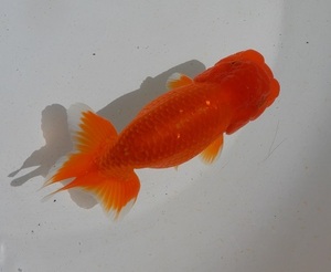 [Φ..] Hamamatsu excellent system Akira two -years old male tail type excellent 5-2