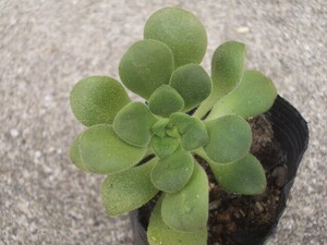 アエオニウム　リンドレー　抜き苗　多肉植物