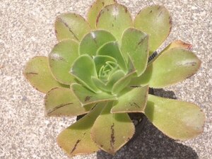 アエオニウム　カルデレンセ　抜き苗　多肉植物