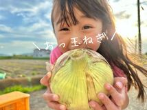 淡路島新玉ねぎ 大玉　七宝　10kg 10キロ　淡路島たまねぎ　玉ねぎ　秀品_画像3